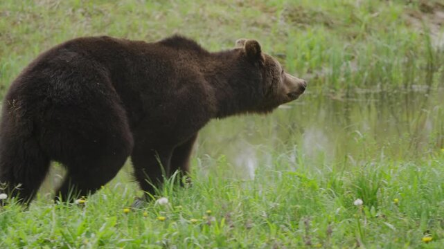 Eurasian brown bear walking right in slow motion as camera tracks alongside on a grassy riverbank wetland, natural habitat wildlife behavior and movement in summer daylight.
