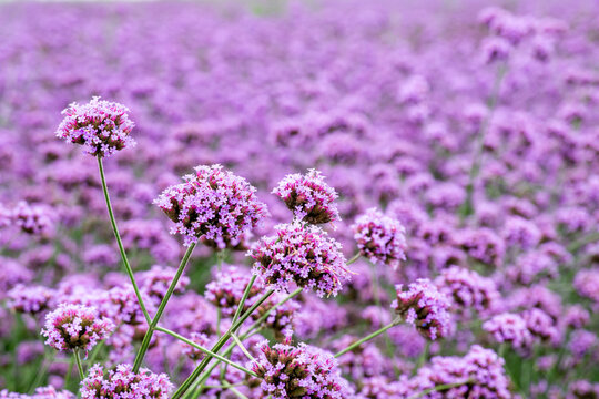vervain flowers in the garden
