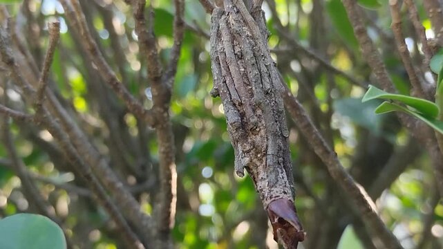 A bagworm moth cocoon family Psychidae attached to a tree branch in the wild