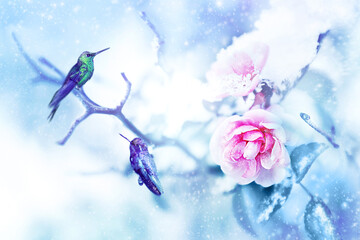 Fototapeta premium Little fantastic blue birds colibri in the snow and frost on the background of beautiful pink roses. Artistic Christmas winter image. Selective focus.