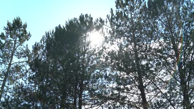 Pine trees and sky and sun in the branches with lens flare