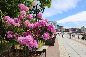 Blooming pink rhododendron flowers along a sunny city promenade with blue sky and pedestrians in the background. © Olga Bugro