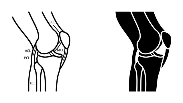 Knee Joint Anatomy Diagram: A detailed anatomical illustration showcasing the human knee joint's ligaments, including the ACL and PCL, presented in both line drawing and silhouette form.