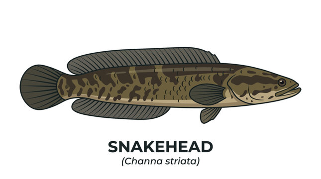 Striking illustration of a snakehead fish (Channa striata) with intricate details, highlighting its unique coloration and elongated body shape, perfect for natural history and aquatic species designs