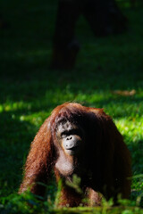 Orangutan, one of endangered species from Indonesia is conserved at Taman Safari Indonesia zoo, West Java province to prevent extinction. © Gregorius Rahadian