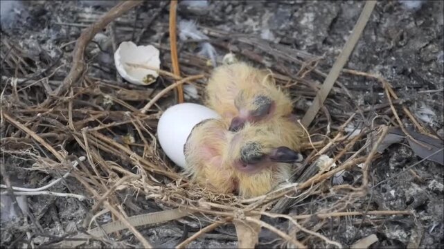 Pigeon babies freshly hatched from eggs