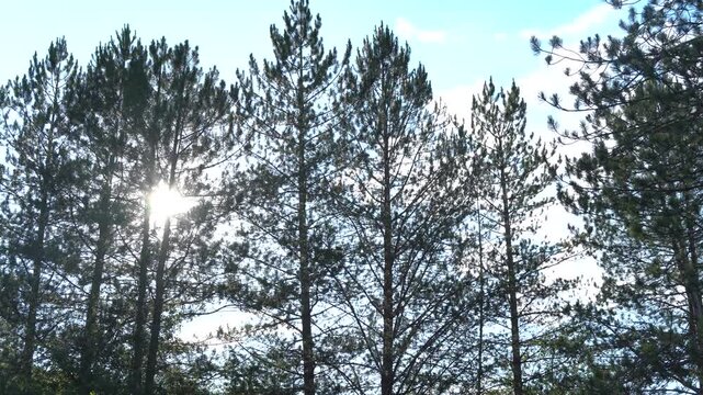 Pine trees and sky and sun in the branches