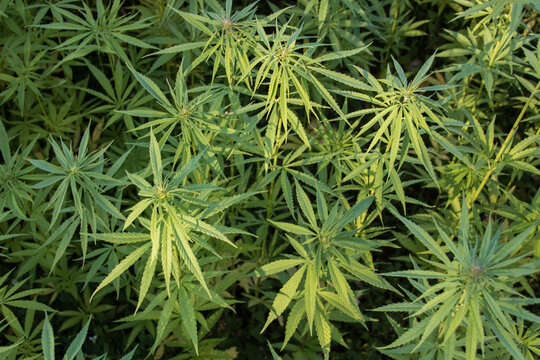 plants de cannabis, chanvre	