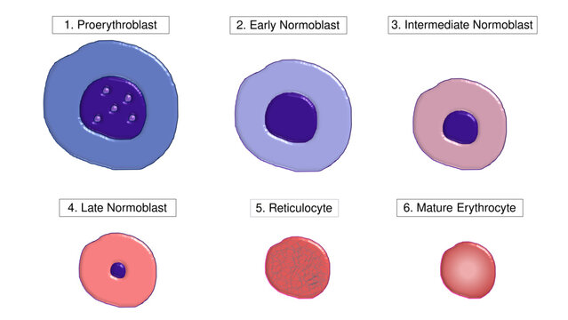 Erythropoiesis Maturation Stages Diagram showing Red Blood Cell Development Infographic