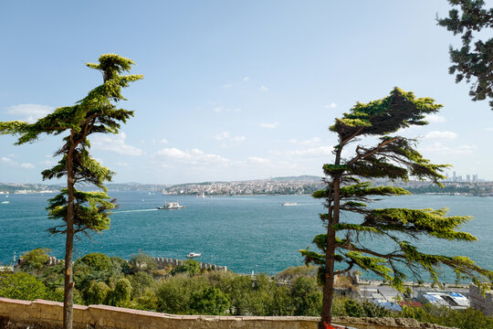 Iconic postcard view of Istanbul from Topkapi Palace, with windswept trees framing the Bosphorus strait and the historic city skyline under a perfect blue sky.