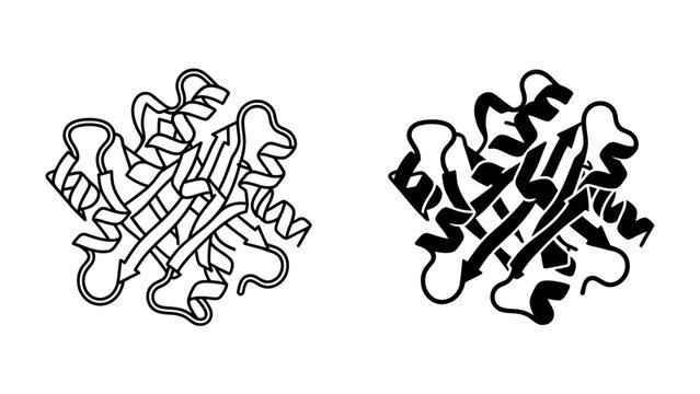 Protein Structure Diagram: Two schematic representations of a protein molecule, one in outline and the other filled, illustrate its complex folded three-dimensional structure.