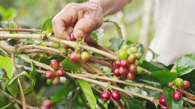 arabica coffee farmer harvesting or picking red ripe berry or cherry on plant branch on farm, field, or plantation, close-up, in bali, indonesia, southeast asia