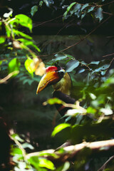 Hornbill in the jungle © Pranshul