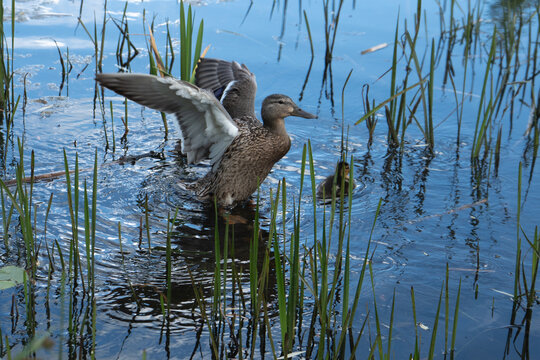 A wild mallard duck flaps its wings on a lake water surface near a small duckling. This active waterfowl family represents avian biology, wetland bird habitat, and public park nature.