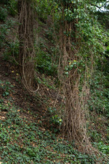 Obraz premium Tangled dry ivy vines hang on an old tree trunk in a dense summer forest. This organic woodland background texture represents wild nature conservation, botany science, and outdoor habitat.