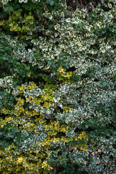 A dense variegated euonymus bush wall creates a natural leaf texture background. This vibrant green hedge shrub represents domestic horticulture, garden landscaping, and organic foliage patterns.