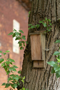 A wooden bat house box is installed on a rough tree trunk in a summer park. This artificial mammal shelter represents urban wildlife conservation, eco gardening, and forest ecology.