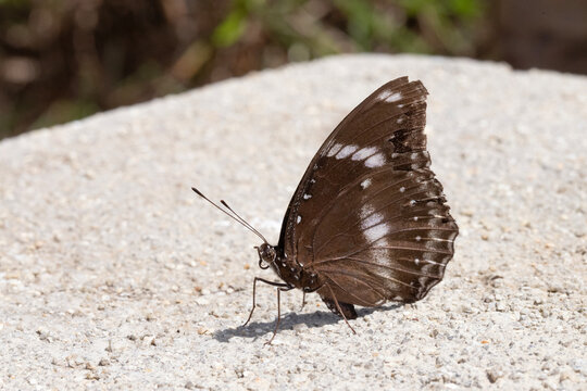 A female Great egg fly butterfly photographed in Sri Lanka.