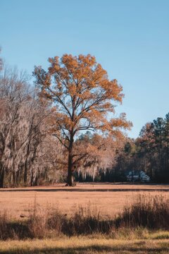 Majestic oak tree with autumn foliage and Spanish moss in rural South Carolina landscape at golden hour