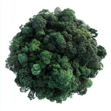 Dense Forest Canopy Spherical View Aerial Perspective Lush Green Trees White Background Nature Concept