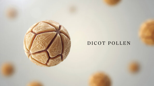 Dicot pollen grain with textured surface and multiple ridges and grooves floating in air with other grains in background  microscopic view of plant reproductive material