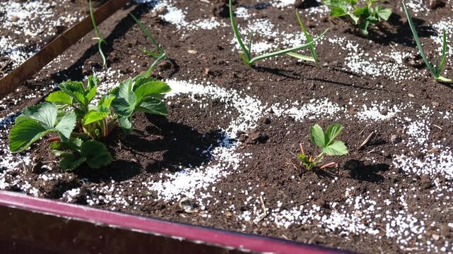 White fertilizer mineral granules scattered around young green strawberry seedlings. Rich topsoil, sunny outdoor. Soil infused fertilizers supports plant development. Garden area, fertilized plants