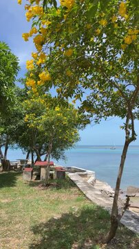 Tropical Coastal View of Yellow Elder Trees and Blue Sea in Koh Samui Thailand