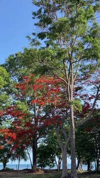 Tropical Landscape with Blooming Red Flamboyant Tree in Samui Thailand
