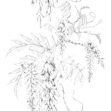 Leafy wisteria branch, hanging robinia flower clusters, laburnum elegant foliage, curling tendrils. Seamless banner hand drawn in pencil. Nature journals, educational posters, stationery collections