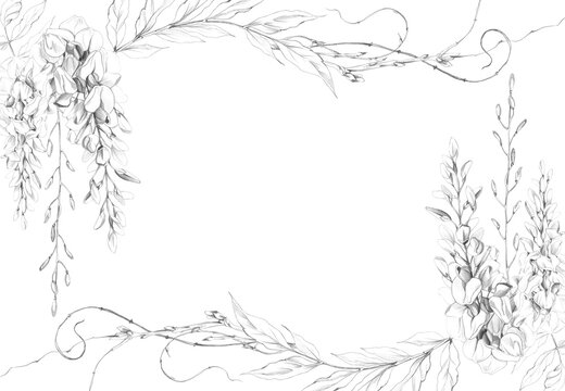 Elegant frame of pendulous wisteria blooms, young shoots and ornamental foliage, natural garden border. Hand drawn in pencil. Wedding stationery, botanical magazines, craft labels, decoupage elements