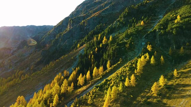 Aerial view of alpine landscape at sunset golden light on mountain slope with yellow larch trees during autumn.