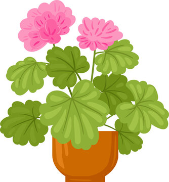 Geranium houseplant with vibrant pink flowers and green leaves in an orange pot