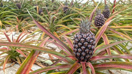 Fototapeta premium Growing pineapple fruit in traditional greenhouse on São Miguel Island in the Azores showing sustainable tropical agriculture, volcanic cultivation methods and botanical heritage in Portugal