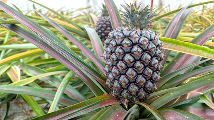 Fototapeta premium Close view of ripening pineapple growing in Azores greenhouse on São Miguel Island highlighting tropical horticulture, sustainable farming and fresh fruit production in Portugal