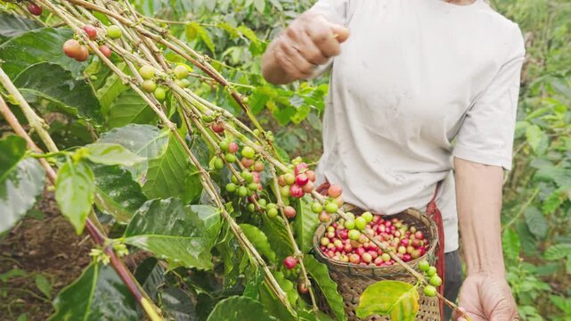 picking or harvesting arabica coffee cherry or berry, red ripe raw beans, on tree or plant branch in plantation, field, farm, in bali, indonesia, southeast asia, farming, agriculture, close-up