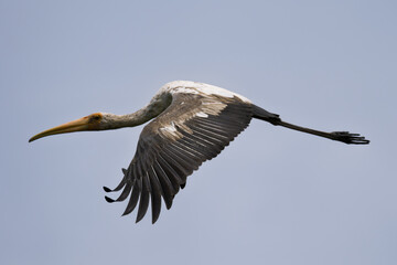 🟤 Painted Stork - Juvenile 🚫 Protected wildlife: Hunting and keeping as pets are prohibited  Juvenile Painted Stork flying with fluttering wings, so damn handsome. © Sujinno