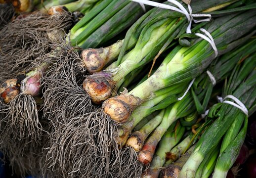 Fresh organic spring onions at a farmer's market display in Catania Sicily, Italy.