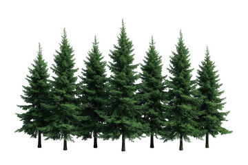 Obraz premium Pine trees standing side by side, forming a green forest display. Evergreen plants on transparent background