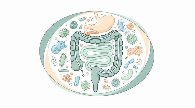 Human Digestive System Anatomy with Microorganisms