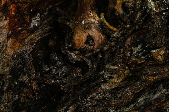 Old gnarled walnut tree bark texture background.