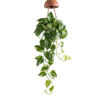A hanging potted plant with long trailing green and yellow variegated pothos vines, suspended from a brown clay pot on a white background