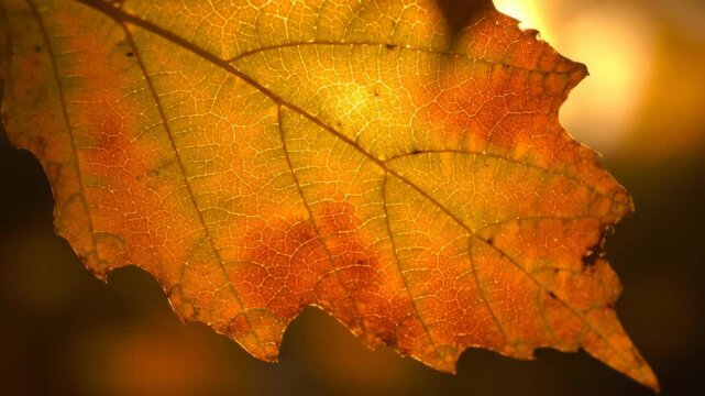 Close up of a single autumn leaf illuminated by golden sunlight showing intricate veins while depicting seasonal change