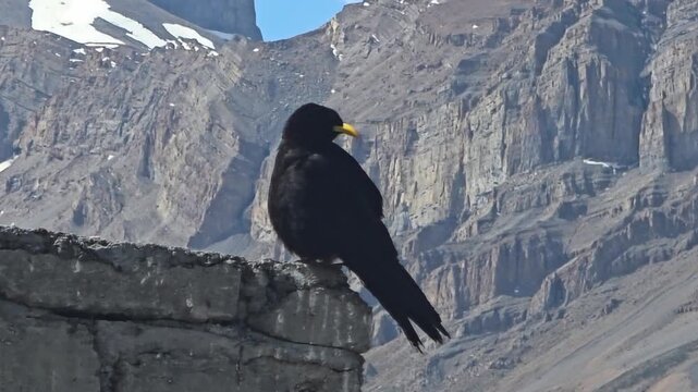 Bird Resting on a Rock Against the Himalayan Mountains