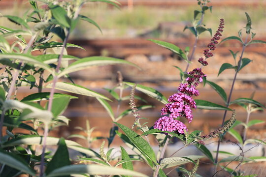 開花したピンク色のブッドレアの花