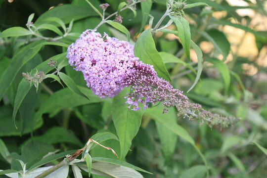 開花したピンク色のブッドレアの花