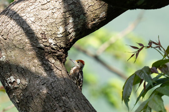 A small Yellow Crowned Wood pecker clinging vertically to the rough, textured bark of a large tree trunk. Set against a creamy green bokeh background.