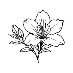 Obraz premium PNG Elegant floral line art illustration.