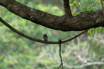 Fototapeta premium A tiny Jungle Owlet perched on a curved woody vine under a thick tree trunk, featuring prominent yellow eyes and detailed barred plumage against a softly blurred green nature background.