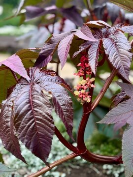 A close-up of a striking castor bean plant (Ricinus communis) featuring deep, reddish-purple, palmately lobed leaves and a developing flower spike with small, textured blossoms. Its dramatic, dark fol