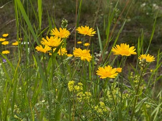 A vibrant cluster of bright yellow wildflowers blooms amidst tall green grasses in a sunlit meadow. This natural, rustic scene captures the simple beauty and lush vitality of a flourishing wild landsc © Kristine